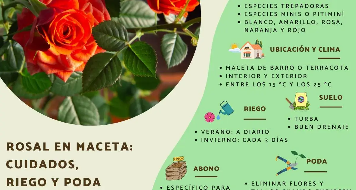 Rosal en maceta: cuidados, riego y poda. Consejos para mantener tus rosas sanas y hermosas.