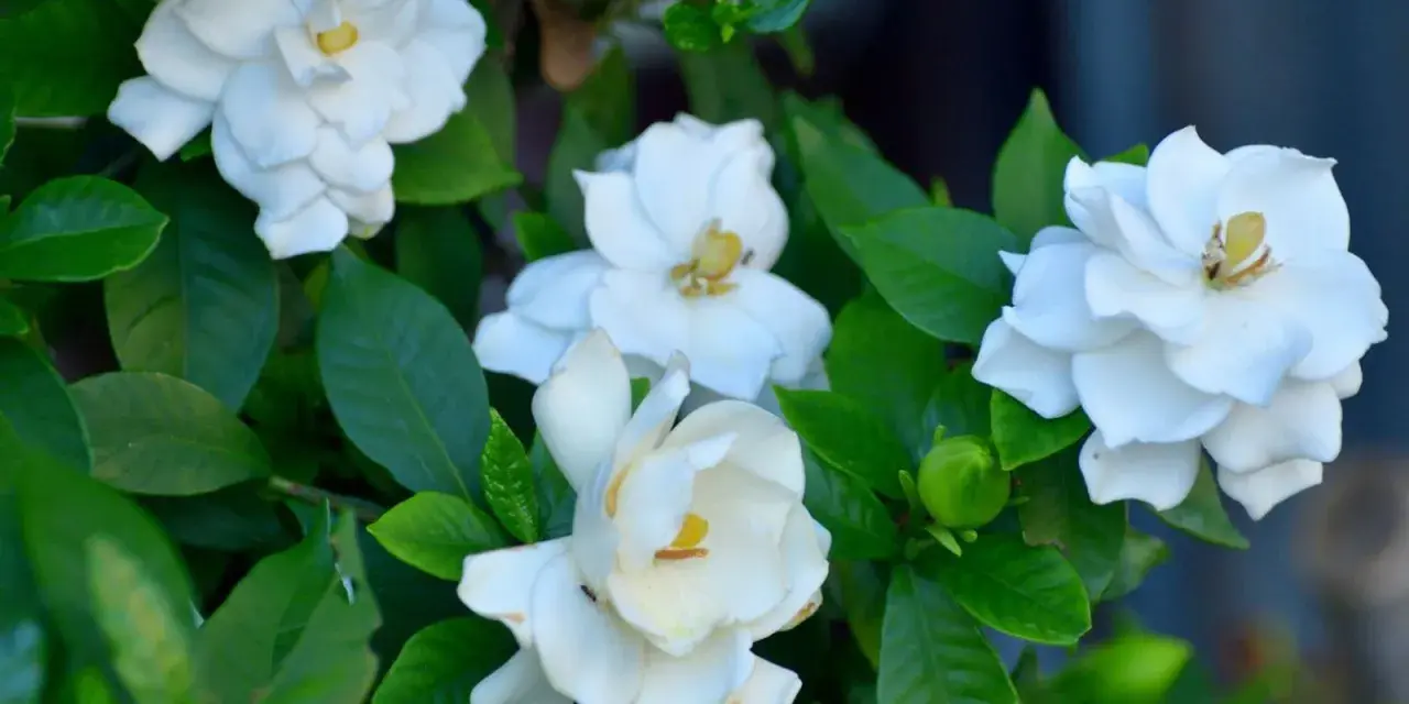 Gardenias blancas florecen, sus pétalos delicados y hojas verdes. Consejos de gardenia cuidados para un jardín radiante.
