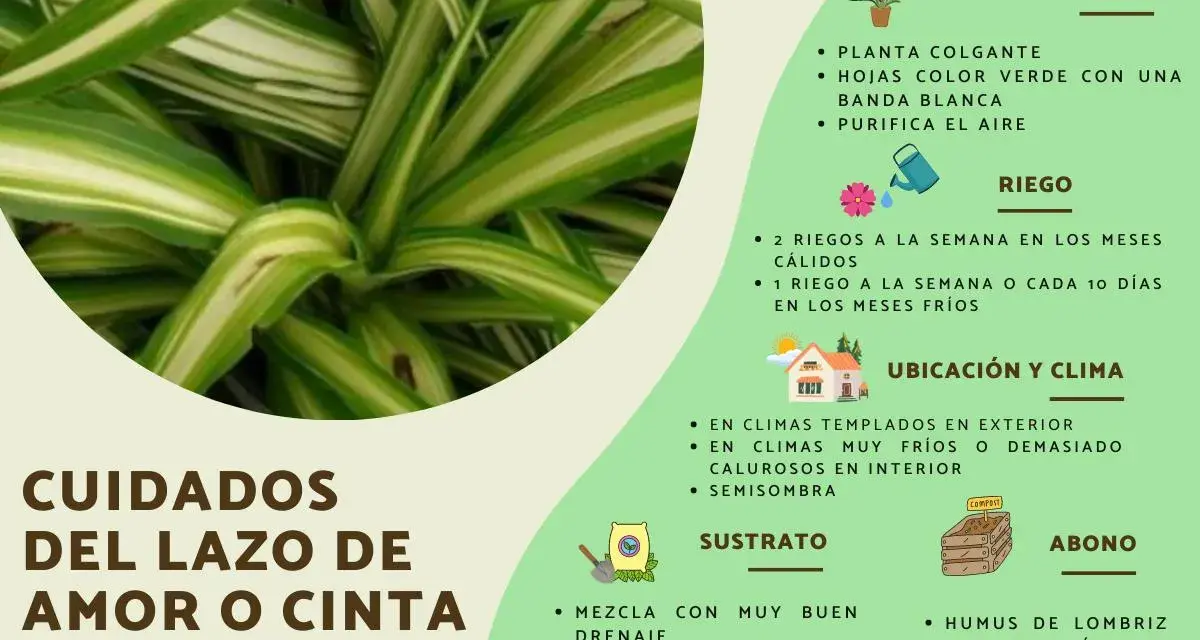 Planta cinta con hojas verdes y blancas, ideal para colgar. Purifica el aire y requiere cuidados específicos de riego, ubicación y sustrato.