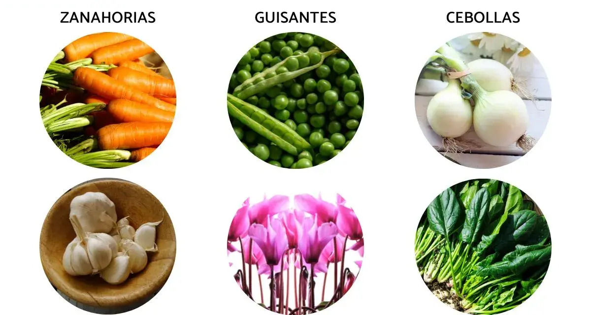 Ideas para que plantar en septiembre en maceta: zanahorias, guisantes, cebollas, ajos, ciclámenes y espinacas.