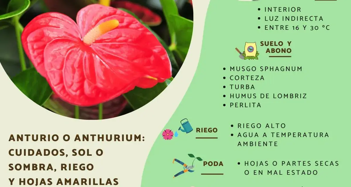 Anturio rojo brillante, ideal para interior con luz indirecta. El anturio es de sombra, no de sol directo.