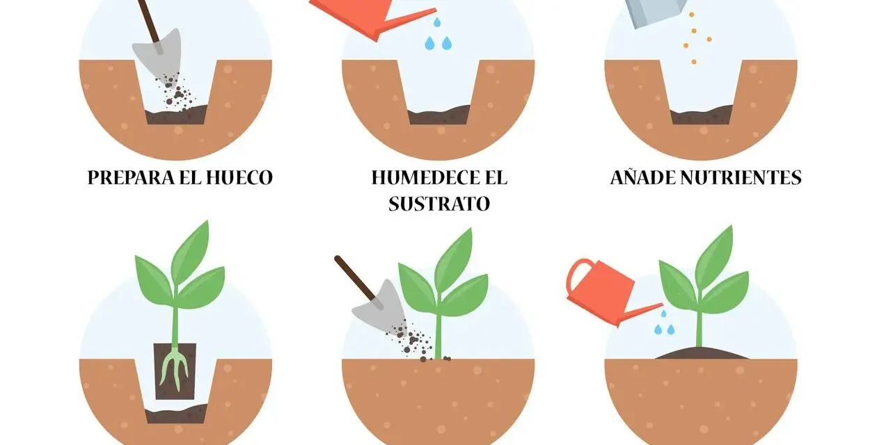 Pasos para saber cuándo trasplantar: prepara el hueco, humedece, añade nutrientes, pon la planta, tápala y riega.