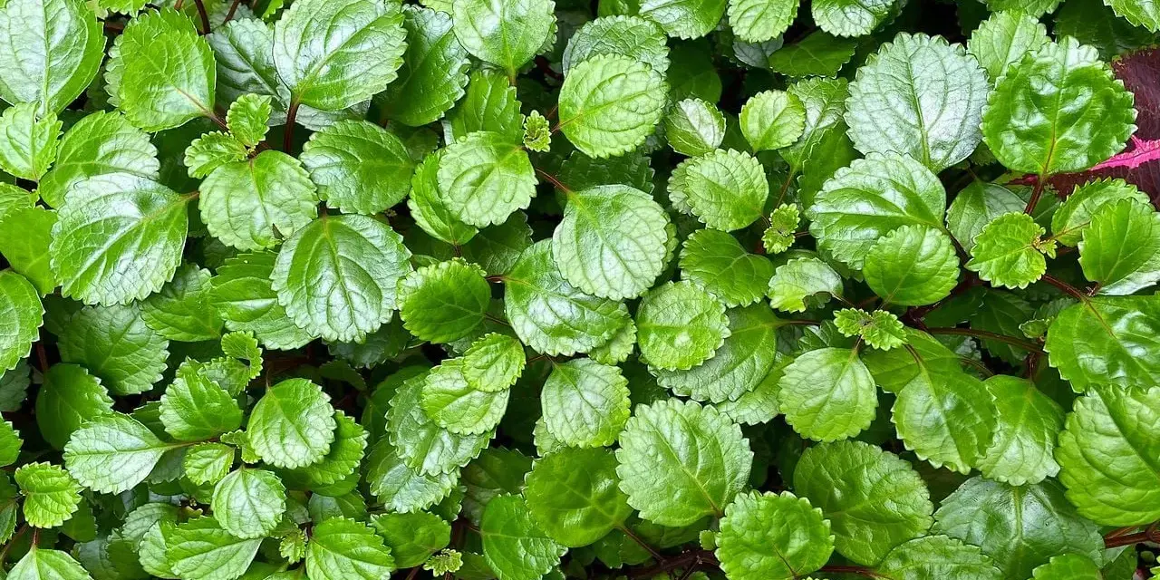 Planta del dinero interior o exterior, con hojas verdes brillantes y bordes dentados, creando un tapiz exuberante.