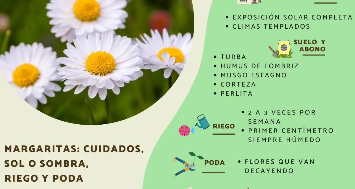 Primer plano de una margarita flor blanca con centro amarillo, rodeada de otras flores y hierba. La imagen incluye consejos de cuidado para margaritas.