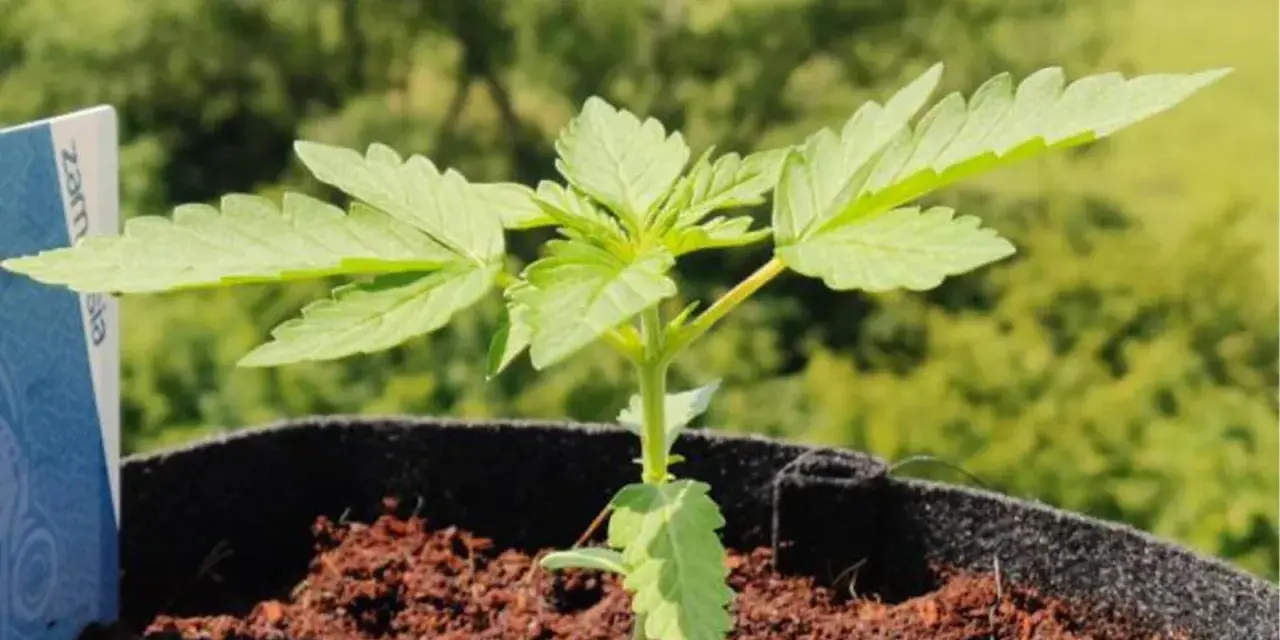 Joven canna planta en maceta, con hojas verdes y tallo delgado, lista para crecer bajo el sol.