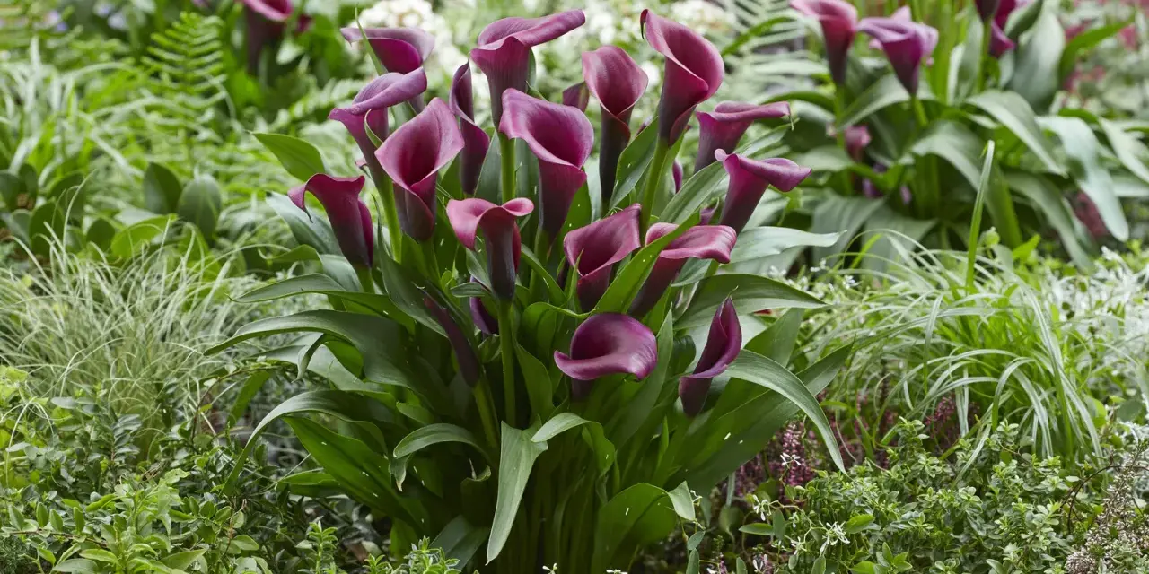 Un grupo de elegantes **plantas cala** de color burdeos profundo florecen entre follaje verde exuberante y otras plantas pequeñas.