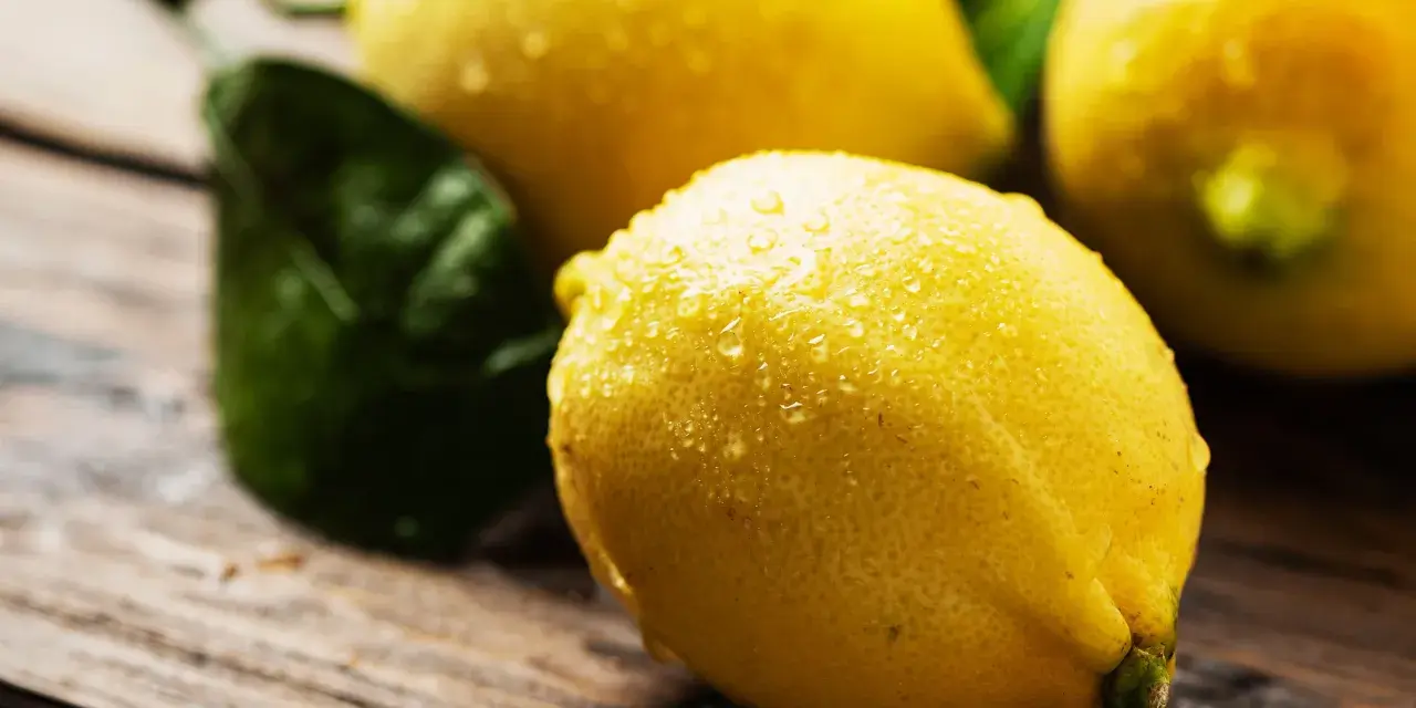Limones frescos y jugosos, con gotas de agua, listos para usar. Un limonero desde semilla da fruto, ¡qué maravilla!