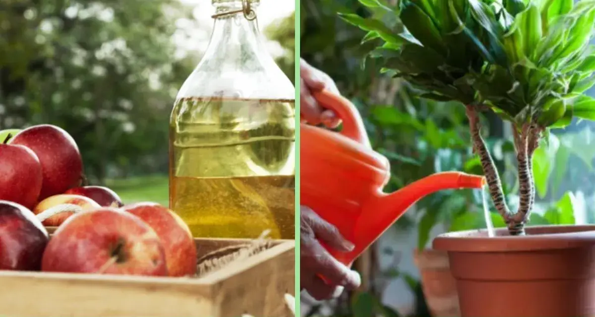 Manos riegan planta con regadera naranja. A un lado, manzanas rojas y botella de vinagre. ¿Vinagre para los geranios?