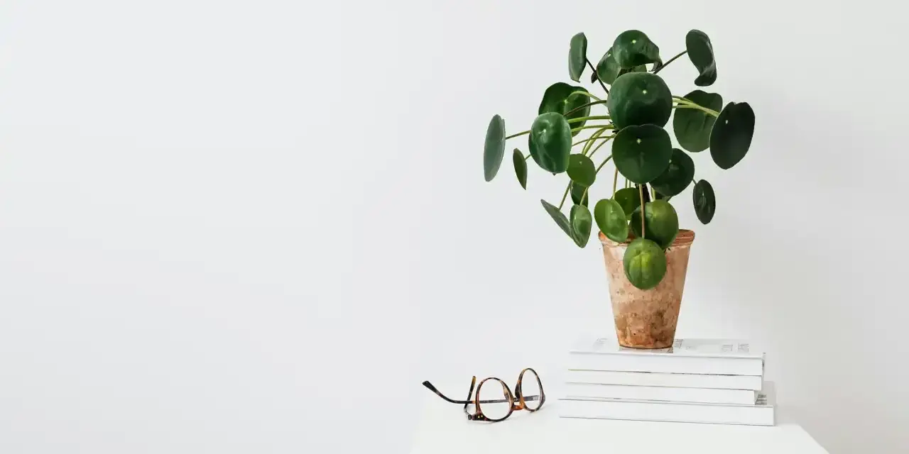 Una planta del dinero china, con hojas redondas y verdes, reposa en una maceta de terracota sobre libros. Unas gafas descansan cerca.