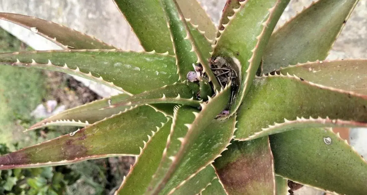 Planta de aloe vera con hojas verdes y espinosas, mostrando algunas manchas marrones que podrían indicar enfermedades.
