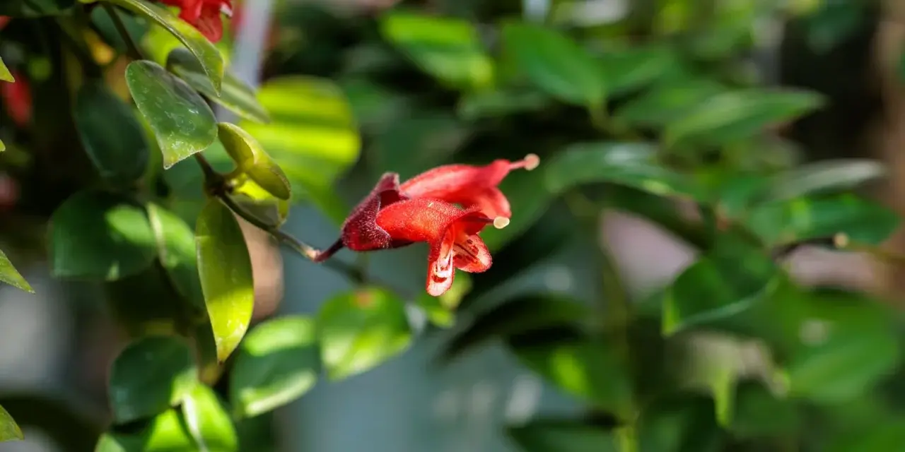 Flor roja de Aeschynanthus, ideal para quienes buscan consejos sobre aeschynanthus cuidados.