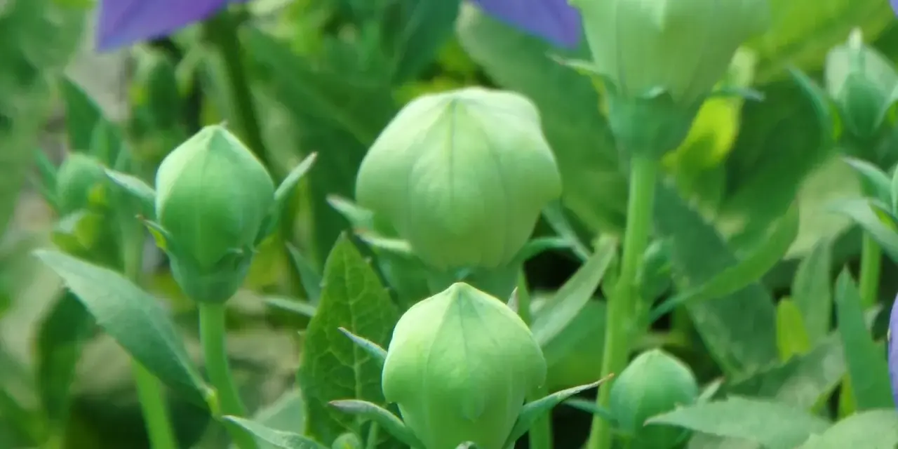 Capullos verdes de platycodon grandiflorus listos para florecer, con pétalos morados desenfocados al fondo.