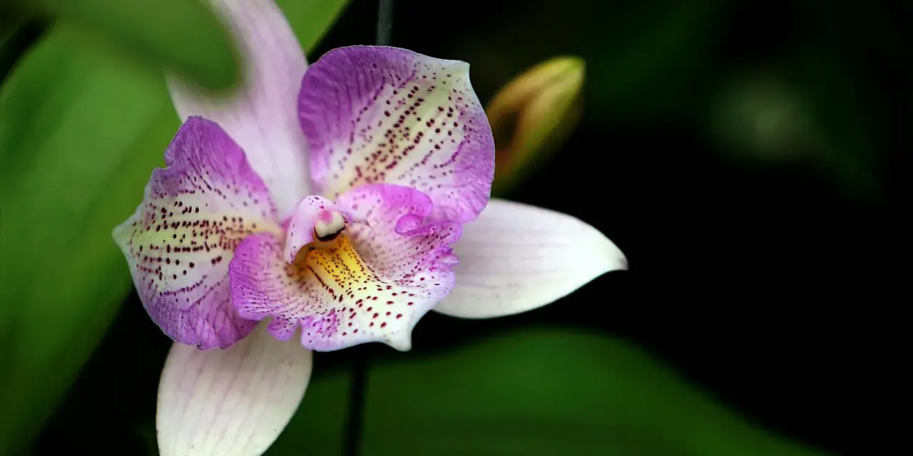 Una orquídea púrpura y blanca, con delicados puntos, se abre majestuosamente. Es un momento especial cuando florecen las orquídeas.