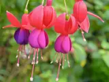 Flores de fucsia planta, con pétalos rojos y morados, cuelgan delicadamente.