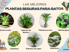 Plantas no tóxicas para gatos: planta araña, helecho de Boston, palmera areca, hierba gatera, calathea, palmera de salón y valeriana.