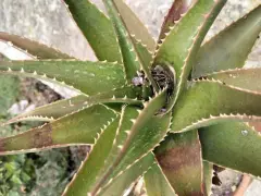 Planta de aloe vera con hojas verdes y espinosas, mostrando algunas manchas marrones que podrían indicar enfermedades.
