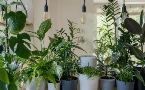 Un rincón lleno de vida, con plantas frondosas y luces cálidas. ¡Perfecto para **regar plantas en vacaciones** y soñar con un oasis verde!