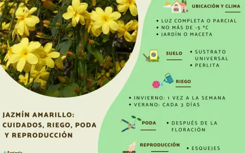 Un jazmín en maceta con flores amarillas, ideal para jardín o maceta, con consejos de cuidado.