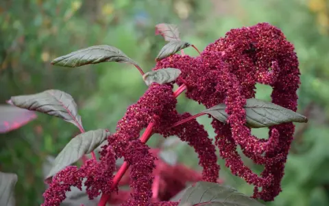 La planta amaranta exhibe racimos colgantes de flores rojas intensas y hojas verde oscuro.