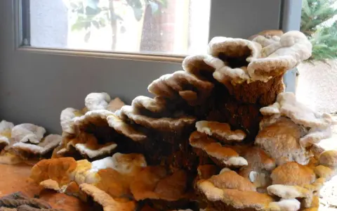 Hongos en madera por humedad, con capas blancas y anaranjadas que crecen en un tronco.