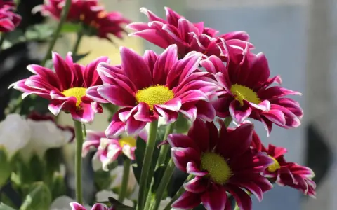 Ramos de plantas de exterior con flor todo el año, con pétalos magenta y bordes blancos, y centros amarillos vibrantes.