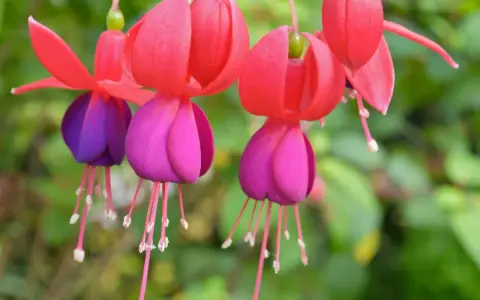 Flores de fucsia planta, con pétalos rojos y morados, cuelgan delicadamente.