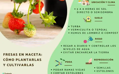 Planta de fresas en maceta con fresas rojas y verdes. Guía para su cultivo, riego y poda.