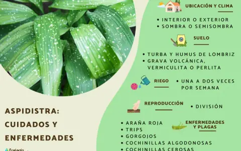 Aspidistra: cuidados y enfermedades. Hojas verdes con manchas blancas, consejos de ubicación, suelo, riego, reproducción y plagas.