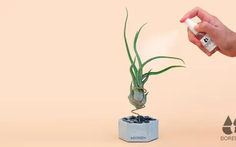 Pulverizando una tillandsia para sus cuidados. La planta aérea está en una maceta de cemento con piedras.