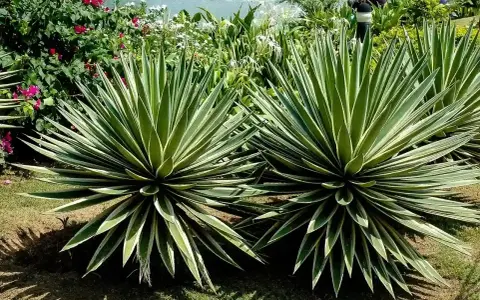 Dos ejemplares de distintos tipos de agave, con hojas verdes y bordes blancos, lucen majestuosos junto a un estanque y flores rosadas.