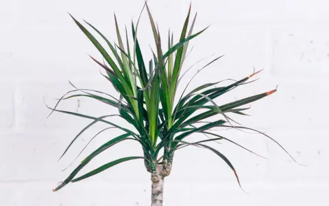 Dracaena marginata con hojas verdes y bordes rojizos. Consejos para sus cuidados y mantenimiento.