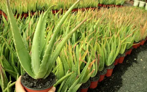 Un primer plano de una planta de aloe vera en maceta, con filas de plantas de aloe vera en el fondo. Los cuidados del aloe vera son sencillos.