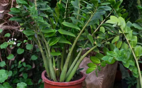 Planta de zamioculca en maceta marrón, con hojas verdes brillantes y tallos gruesos. Perfecta para interiores, sus cuidados son mínimos.