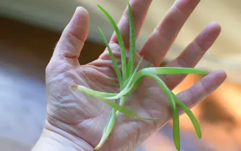Una mano sostiene un pequeño brote de aloe vera, listo para reproducir.