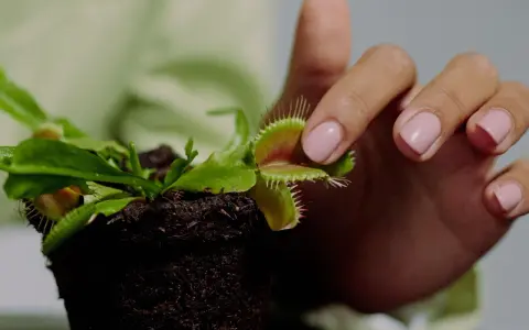 Mano con uñas rosas tocando delicadamente una planta carnívora, mostrando sus trampas. Cuidados de planta carnívora.