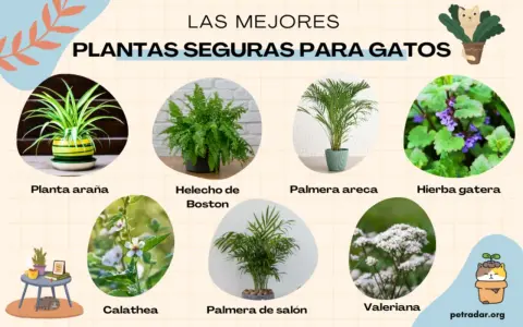 Plantas no tóxicas para gatos: planta araña, helecho de Boston, palmera areca, hierba gatera, calathea, palmera de salón y valeriana.