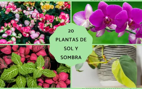 Begonias, orquídea, planta mosaico y filodendro son algunas de las plantas de exterior en maceta ideales para sol y sombra.