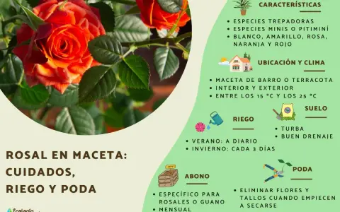 Rosal en maceta: cuidados, riego y poda. Consejos para mantener tus rosas sanas y hermosas.