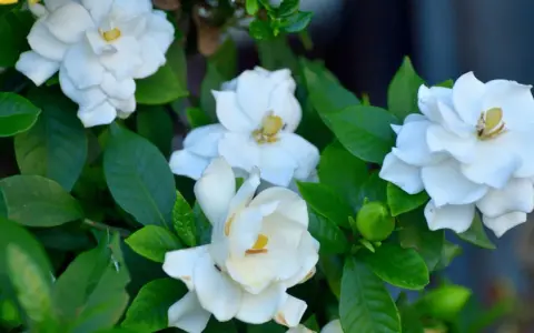 Gardenias blancas florecen, sus pétalos delicados y hojas verdes. Consejos de gardenia cuidados para un jardín radiante.