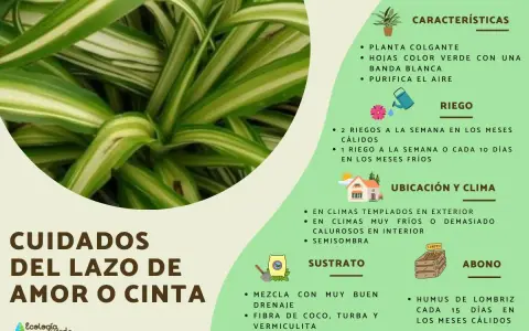 Planta cinta con hojas verdes y blancas, ideal para colgar. Purifica el aire y requiere cuidados específicos de riego, ubicación y sustrato.