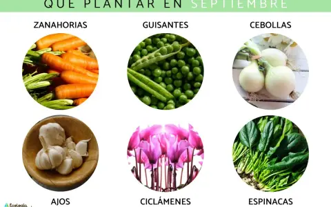 Ideas para que plantar en septiembre en maceta: zanahorias, guisantes, cebollas, ajos, ciclámenes y espinacas.