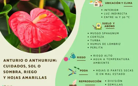 Anturio rojo brillante, ideal para interior con luz indirecta. El anturio es de sombra, no de sol directo.
