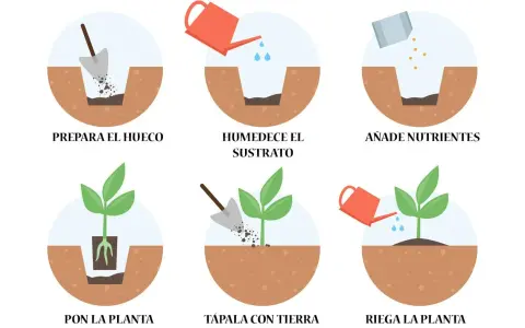 Pasos para saber cuándo trasplantar: prepara el hueco, humedece, añade nutrientes, pon la planta, tápala y riega.