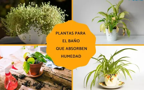 Cuatro imágenes de plantas de interior, incluyendo una planta de araña en una taza de té, ideales como plantas para el baño que absorben humedad.