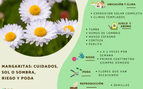 Primer plano de una margarita flor blanca con centro amarillo, rodeada de otras flores y hierba. La imagen incluye consejos de cuidado para margaritas.
