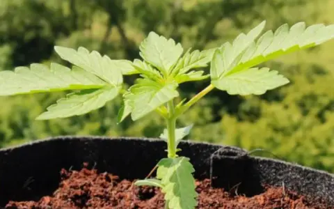 Joven canna planta en maceta, con hojas verdes y tallo delgado, lista para crecer bajo el sol.