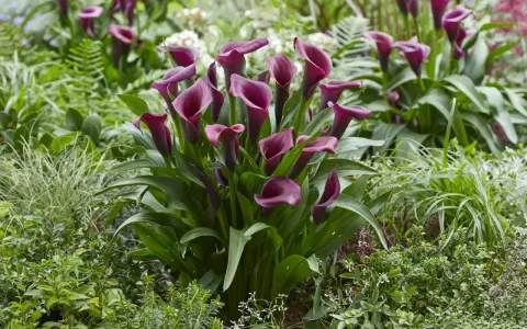 Un grupo de elegantes **plantas cala** de color burdeos profundo florecen entre follaje verde exuberante y otras plantas pequeñas.