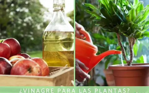 Manos riegan planta con regadera naranja. A un lado, manzanas rojas y botella de vinagre. ¿Vinagre para los geranios?