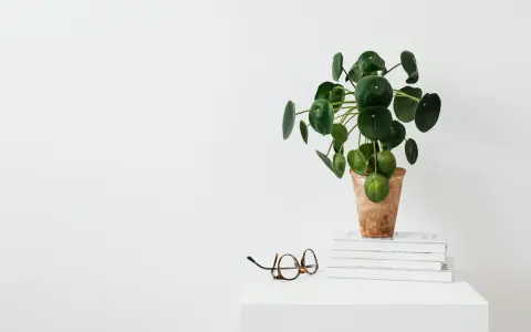 Una planta del dinero china, con hojas redondas y verdes, reposa en una maceta de terracota sobre libros. Unas gafas descansan cerca.