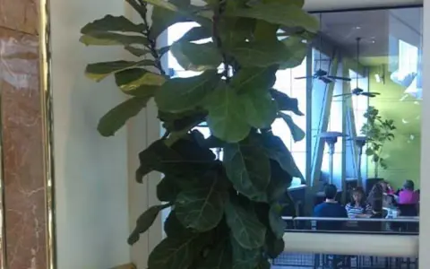 Ficus lyrata con hojas grandes y verdes, ideal para interiores. Sus cuidados son sencillos, necesita luz indirecta y riego moderado.